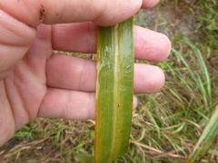 Saccharum brevibarbe