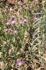 Centaurea trichocephala