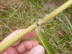 Saccharum brevibarbe