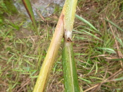 Saccharum brevibarbe