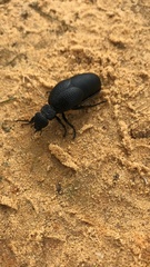 Meloe tuccius