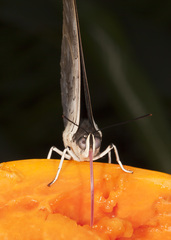 Archaeoprepona demophoon gulina