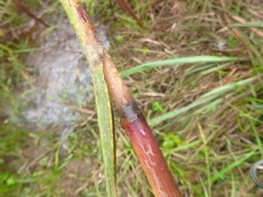 Saccharum brevibarbe