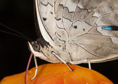 Archaeoprepona demophoon gulina