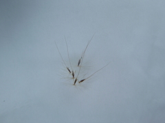 Saccharum brevibarbe