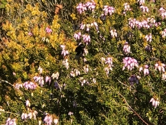 Erica carnea