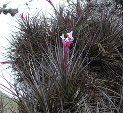 Tillandsia tenuifolia