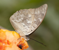 Archaeoprepona demophoon gulina