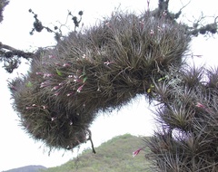 Tillandsia tenuifolia