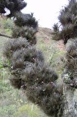 Tillandsia tenuifolia