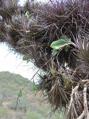 Tillandsia tenuifolia