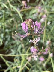 Cleome macrophylla
