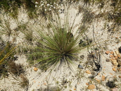 Ficinia anysbergensis