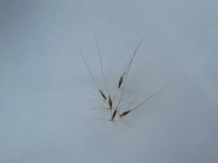 Saccharum brevibarbe