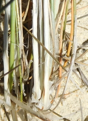 Ficinia anysbergensis