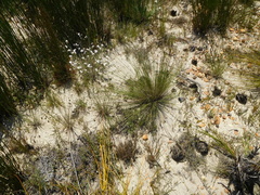 Ficinia anysbergensis