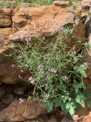 Cleome macrophylla