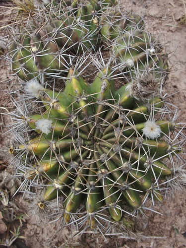Echinopsis rojasii, photograph 3