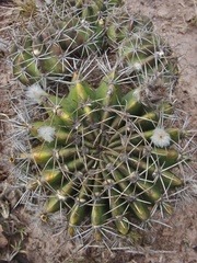 Echinopsis rojasii