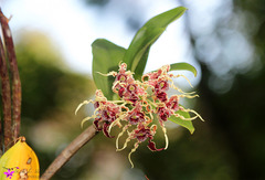 Dendrobium spectabile