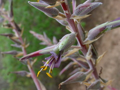 Puya claudiae
