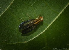 Clusiosomina puncticeps