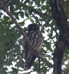 Ninox japonica