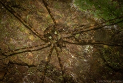 Neopantopsalis pentheter