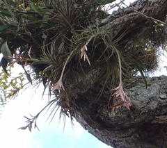 Tillandsia didisticha