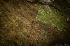 Neopantopsalis pentheter