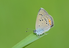 Cyaniris semiargus bellis