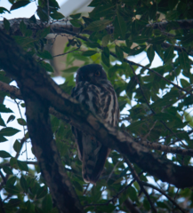 Ninox japonica
