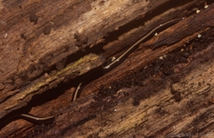 Australopacifica dendyi