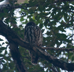 Ninox japonica