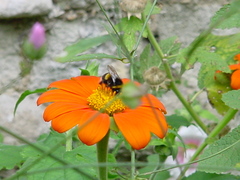 Bombus