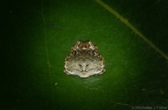 Arkys speechleyi
