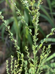 Phyllanthus loandensis