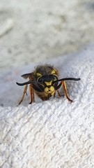 Vespula germanica
