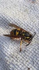 Vespula germanica