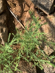 Phyllanthus loandensis