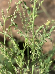 Phyllanthus loandensis