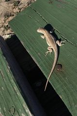 Liolaemus wiegmannii