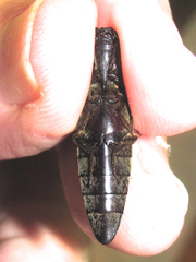 Orthostethus infuscatus