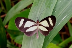 Aeria olena