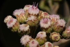 Pluchea carolinensis