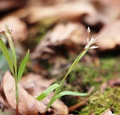 Luzula forsteri