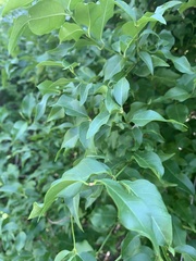 Secamone parvifolia