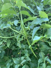Secamone parvifolia
