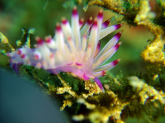 Coryphellina lotos
