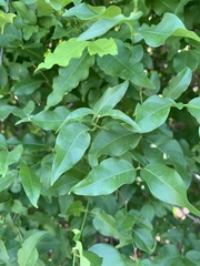 Secamone parvifolia